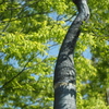 Elephant's Trunk