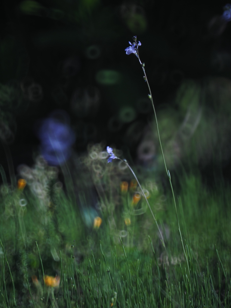 Field