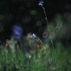 Field