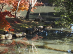 水濁りて美しくなくもないかも