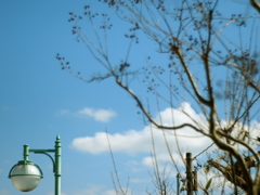 サルスベリの風景