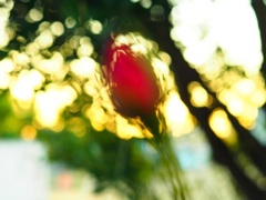 蕾
