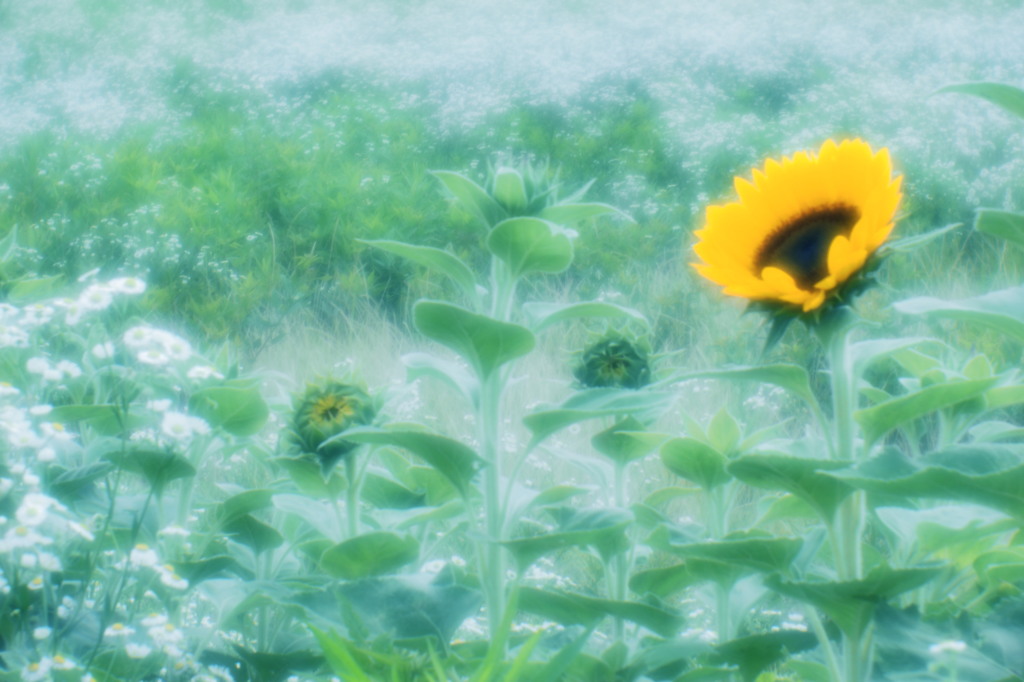 sing a summer