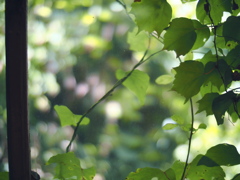 窓