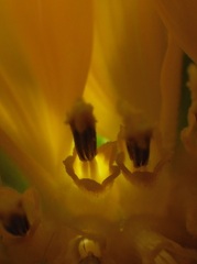 華燭