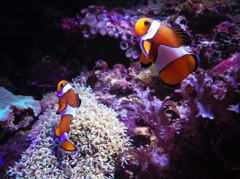 カクレクマノミ