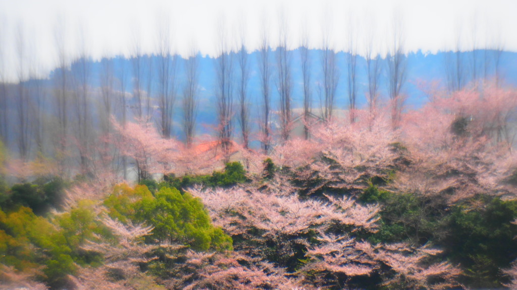桜三昧　三枚