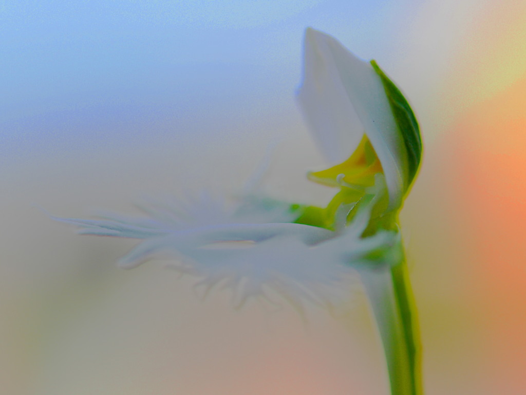 虹と