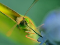 eyes