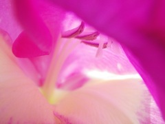 ディープ・・・パープル