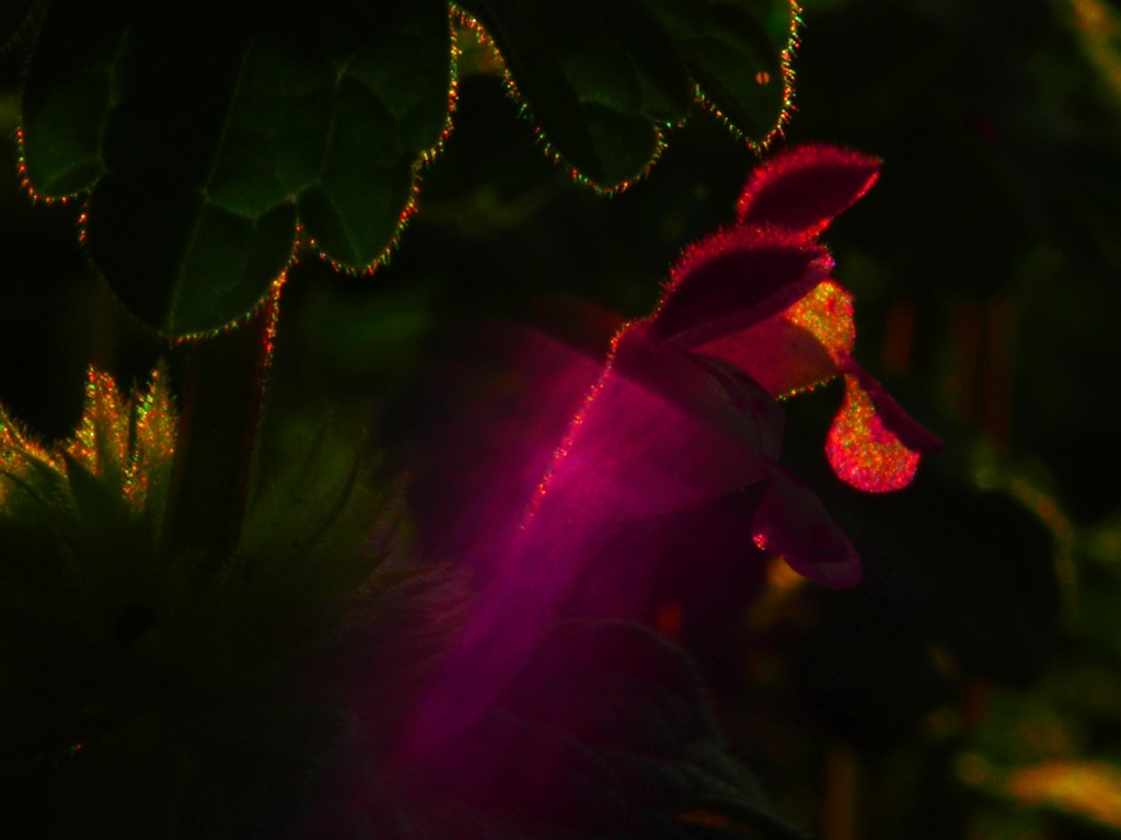 Nature´ｓ　illumination