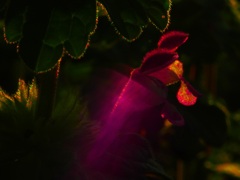 Nature´ｓ　illumination