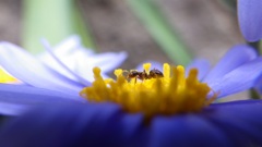 ブルーデージー