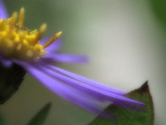 野