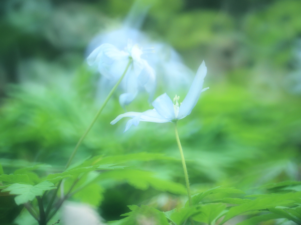 菊咲一華・・延着です。