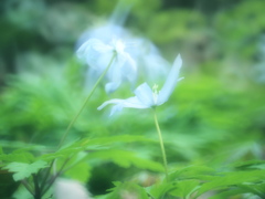 菊咲一華・・延着です。