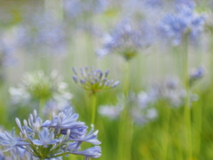 Agapanthus