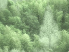 Wood ＆ Winds
