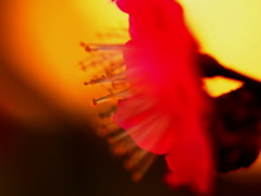 蕊