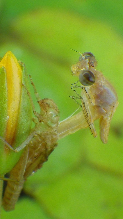 アクロバット
