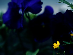カタバミ　（Dedicated  to  Lou Reed）