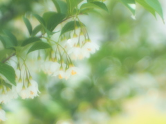 エゴともチシャとも