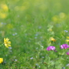 Fields