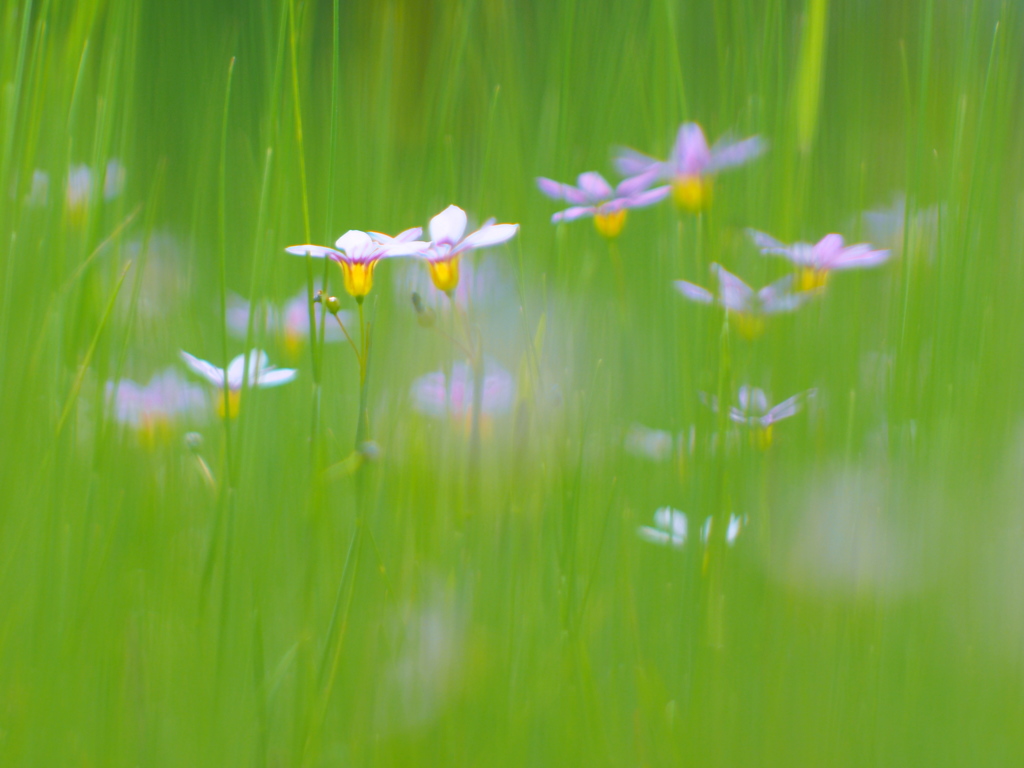 blue-eyed grasses