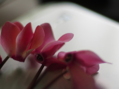 花殻摘み