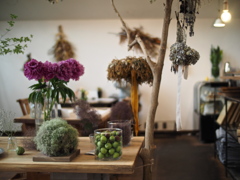 Kacha's Hydrangea