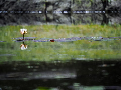 Water lily 