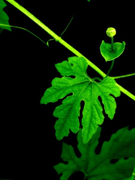 グリーンカーテン