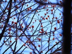 冬の色（チューリップツリー）