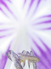 遠くのストライプ