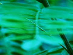 ハリエンジュⅡ