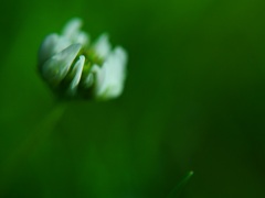 あした四つ葉をさがそう・・