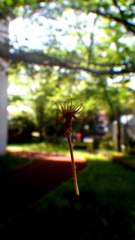 桜・・散りました。