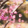 旗桜に間にあう・・