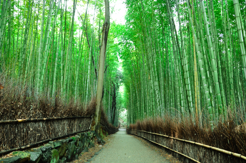 a bamboo forest