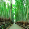 a bamboo forest
