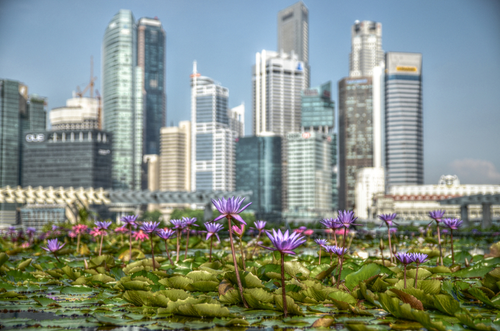 Narcissus and high-rise building