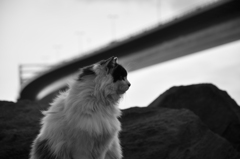 東京ゲートブリッジと猫