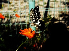 ちょうちょとコスモス