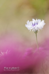 初夏の花
