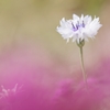 初夏の花