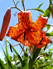 R0006875
