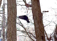 えぞりす VS カラス E