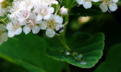 あじさい・蟻・水滴