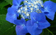 紫陽花４