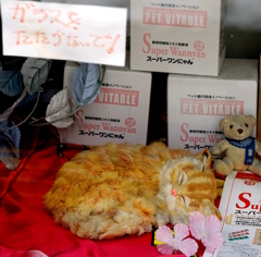 DSC04208